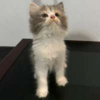 Kitten Persia Long Hair